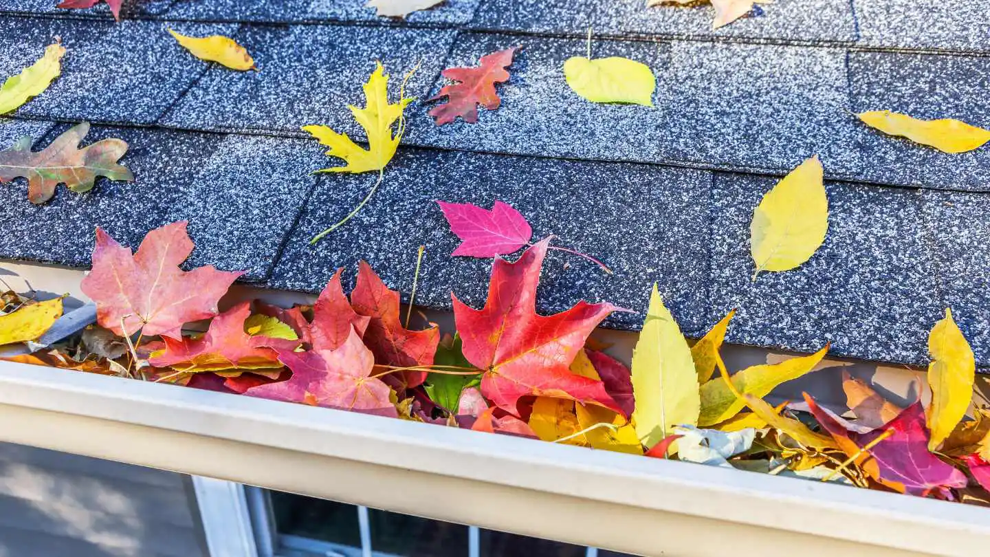 Leaves in roof guttering